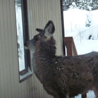 Deer Looking In Window At Grizzly Gulch Gallery